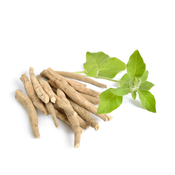 Ashwagandha-Root