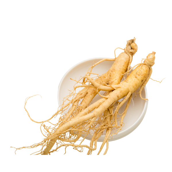 Ginseng-Root