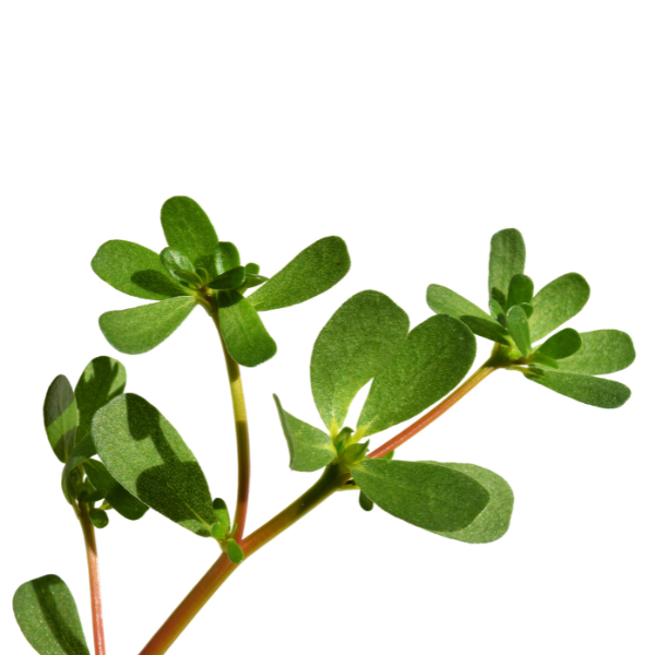 Purslane